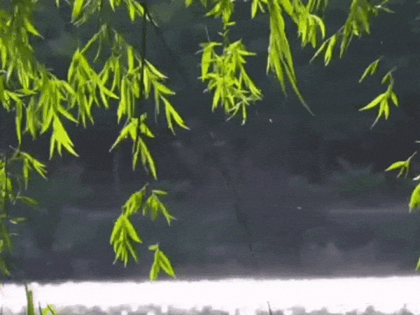 7.gif
